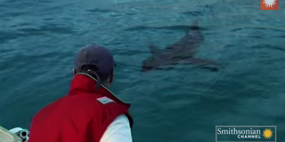 three metre shark eaten by super predator.png